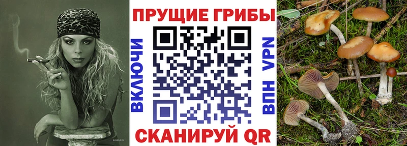 Галлюциногенные грибы Psilocybe  Гусиноозёрск 